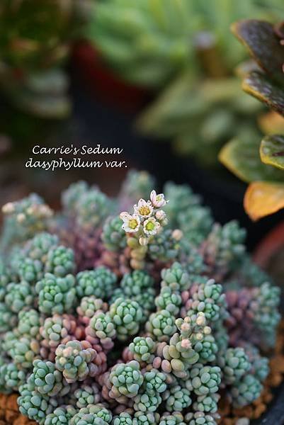 041114 大姬星美人 Sedum dasyphyllum var.