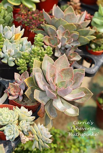 060114 初戀 Echeveria &apos;Huthspinke&apos;