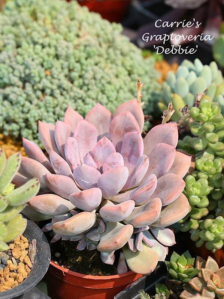 060114 黛比 Graptoveria &apos;Debbie&apos;