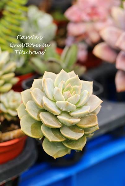 060514 白牡丹 Graptoveria &apos;Titubans&apos;