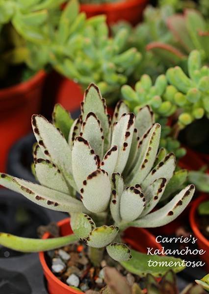 060514 月兔耳 Kalanchoe tomentosa