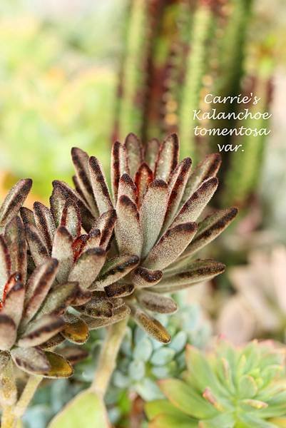 060514 野兔耳? / 黑兔耳? Kalanchoe tomentosa var.