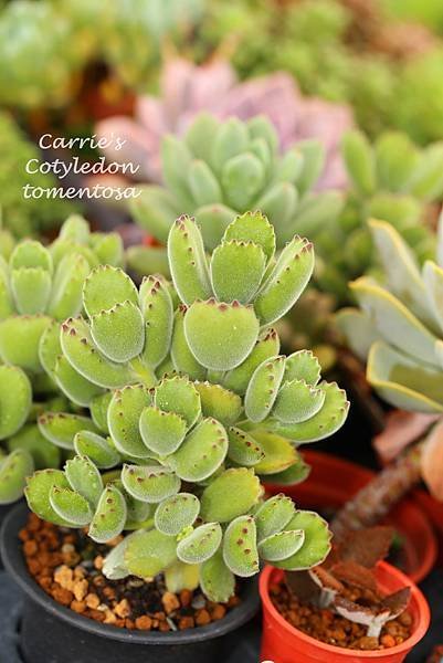 060514 熊童子 Cotyledon tomentosa