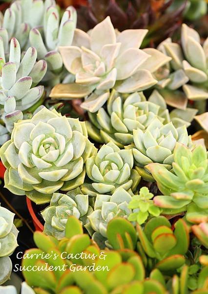 060514 白牡丹 Graptoveria &apos;Titubans&apos;