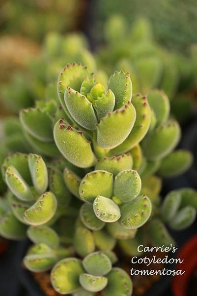 061514 熊童子 Cotyledon tomentosa