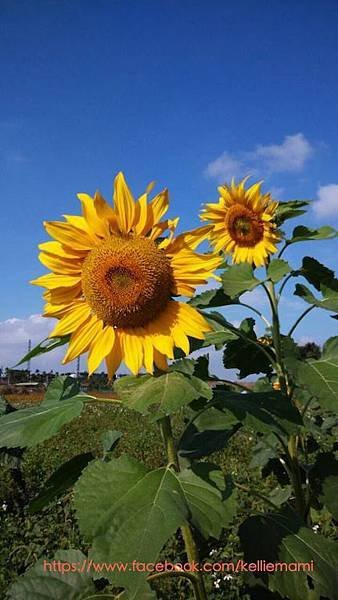 大溪太陽花