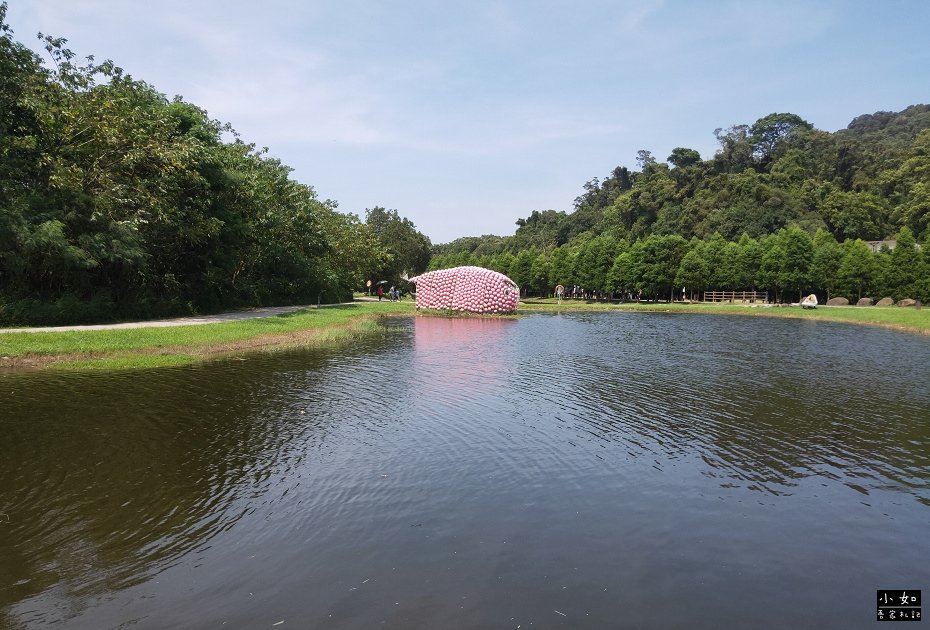 【大溪景點】月眉人工濕地生態公園,整排落羽松,可愛青蛙,粉紅