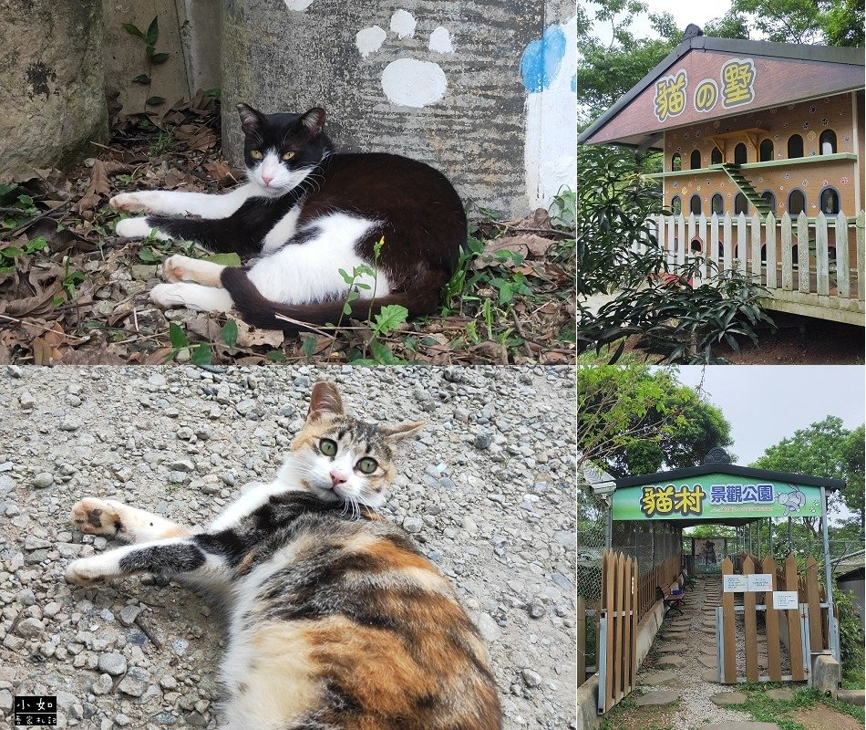 【林口景點】貓村景觀公園,各式可愛貓咪,來到貓的墅,摸到賓士