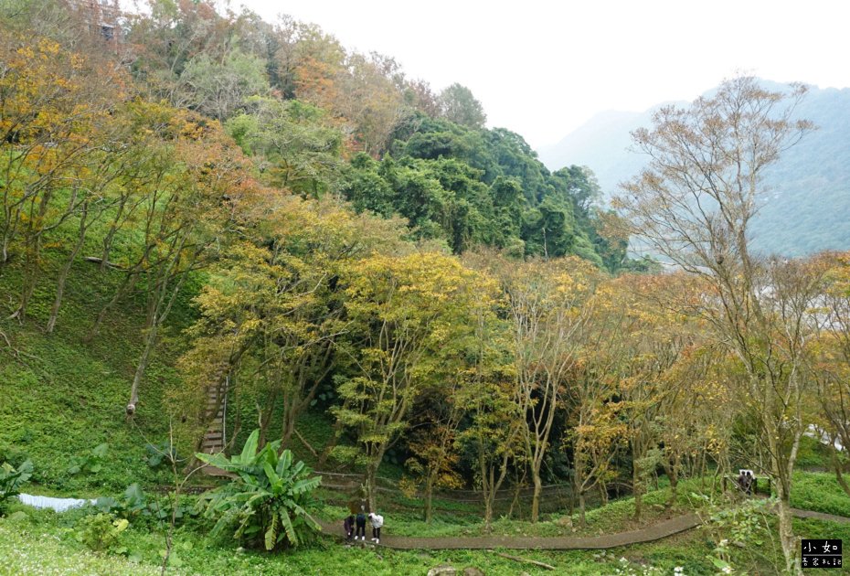 【大溪景點】石門水庫楓葉,近12月底的楓葉樹,小拱橋,這處看