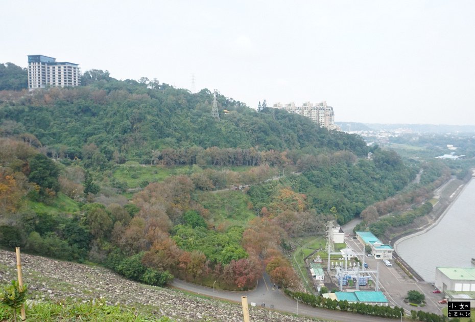 【大溪景點】石門水庫楓葉,近12月底的楓葉樹,小拱橋,這處看