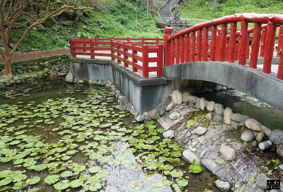 【大溪景點】石門水庫楓葉,近12月底的楓葉樹,小拱橋,這處看