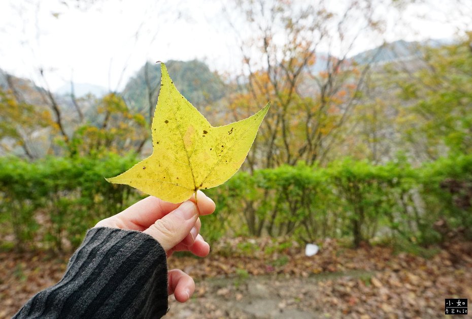 【大溪景點】石門水庫楓葉,近12月底的楓葉樹,小拱橋,這處看
