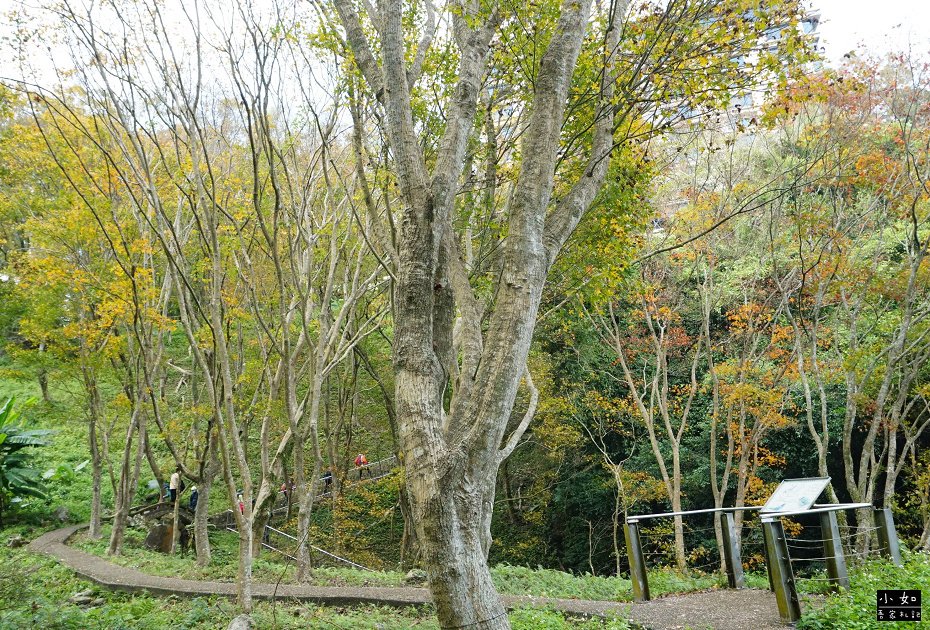【大溪景點】石門水庫楓葉,近12月底的楓葉樹,小拱橋,這處看