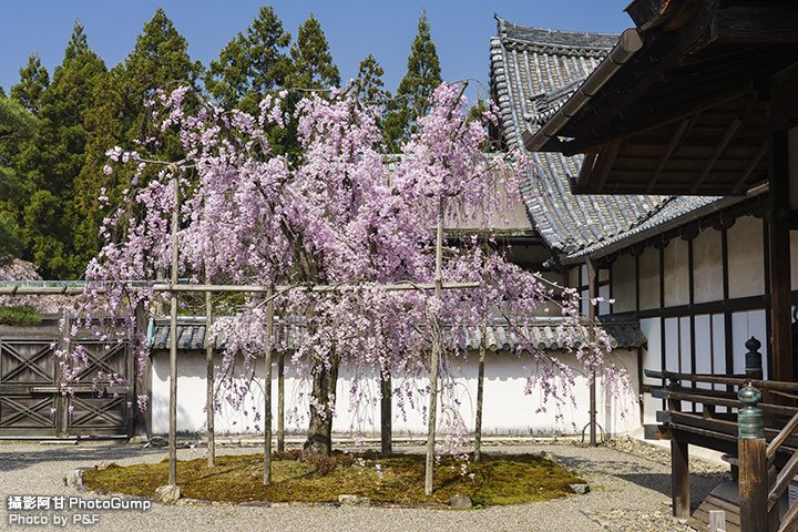 DSC01237-raw.jpg