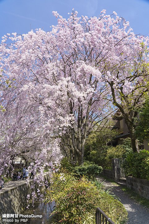 DSC04064-raw.jpg
