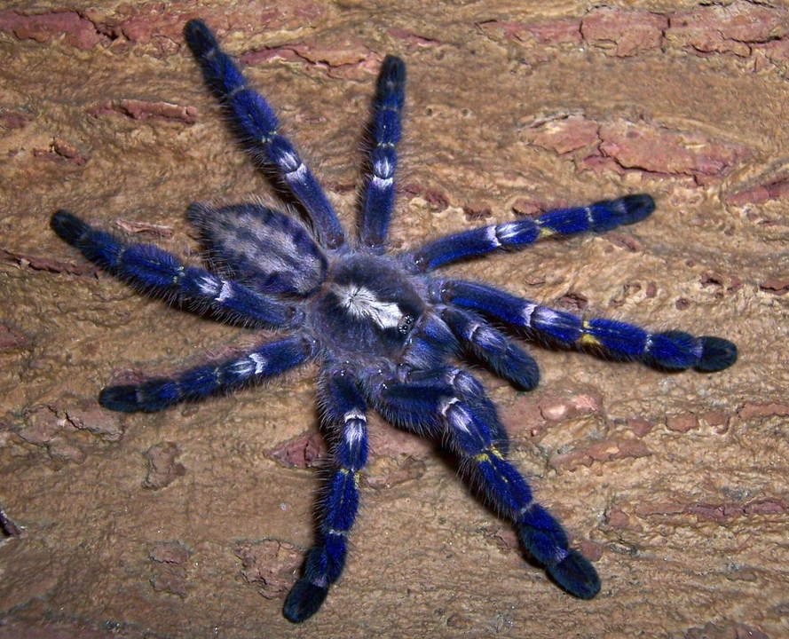 藍寶石華麗雨林(Poecilotheria metallica).jpg