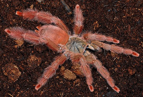 紅樹食鳥(Tapinauchenius gigas).jpg