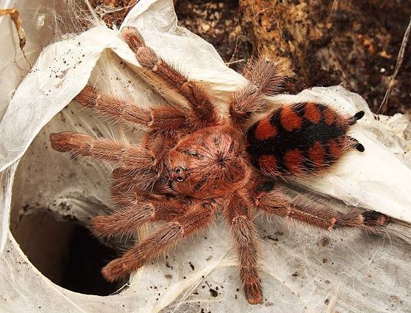 委內瑞拉紅間(Avicularia minatrix).jpg