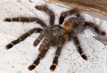 Avicularia aurantiaca秘魯金環粉趾.jpg