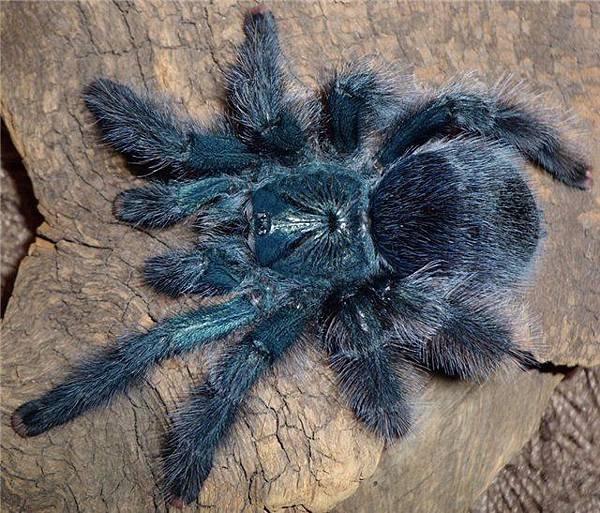 Avicularia geroldi巴西藍綠粉紅趾-1.jpg