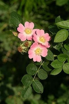 240px-Rosa_eglanteria_img_3218.jpg