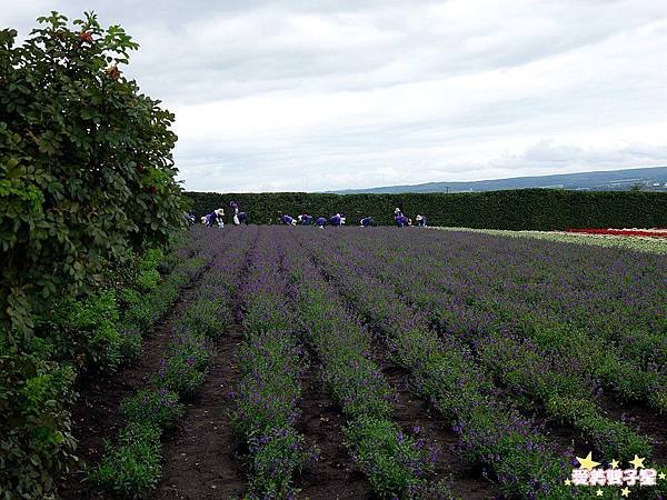 富田農場76.jpg