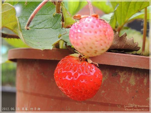 20120610草莓