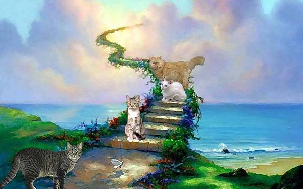 1280x800-cat in heaven.jpg