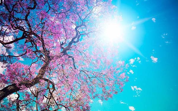 Free_Scenery_Wallpaper__Includes_the_Scene_of_Blooming_Spring_Simply_Good_and_Natural.jpg