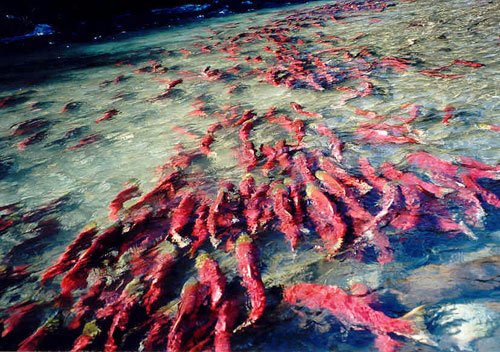 sockeye-migration-cc.jpg