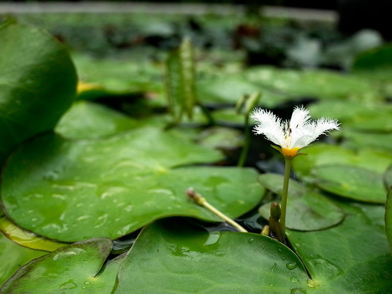 2015-06-07台北花卉村009.jpg