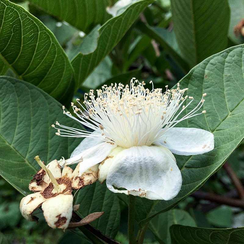 2017-05-20除草024.jpg