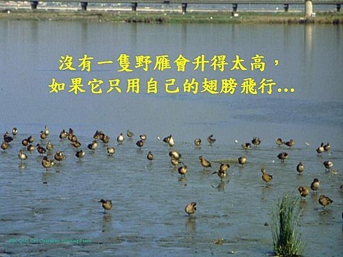 雁行理論  Flying geese theory.jpg