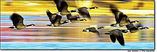 雁行理論 Flying-geese theory.jpg