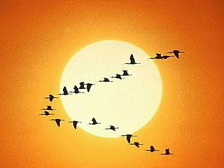 雁行理論Flying-geese theory.jpg