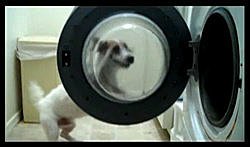 會做家事的狗Useful Dog Tricks performed by Jesse.jpg
