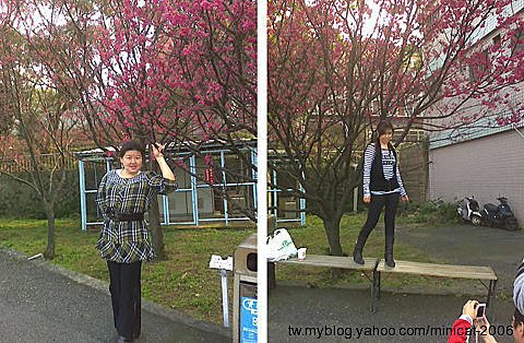 淡水八里櫻花之旅 (8).jpg