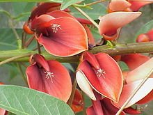 220px-Erythrina_crista-galli2.jpg