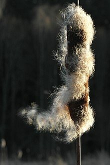 Typha_latifolia.jpg