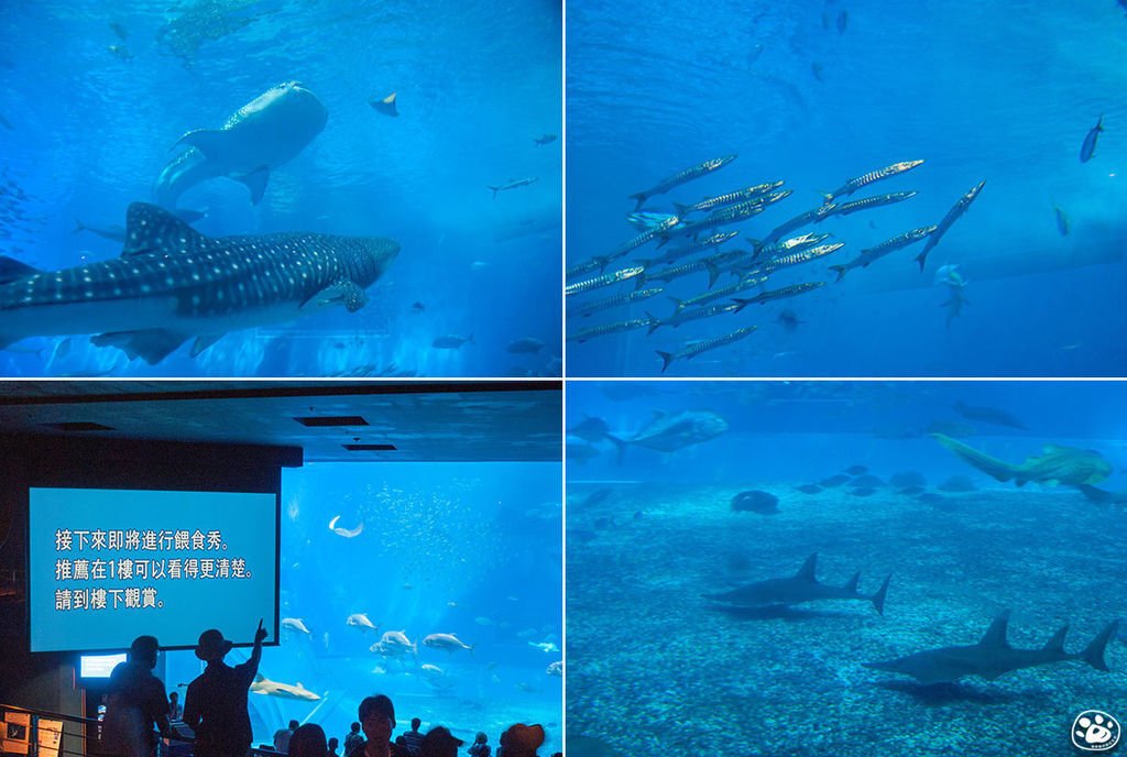 日本沖繩景點美麗海水族館 (3).jpg