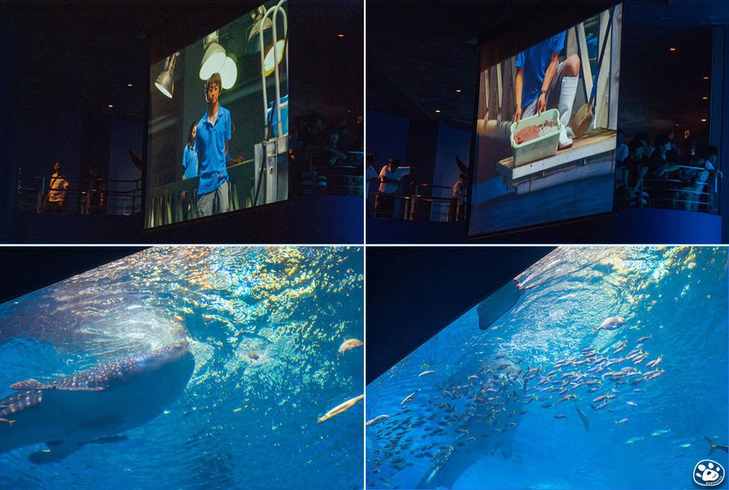 日本沖繩景點美麗海水族館 (4).jpg