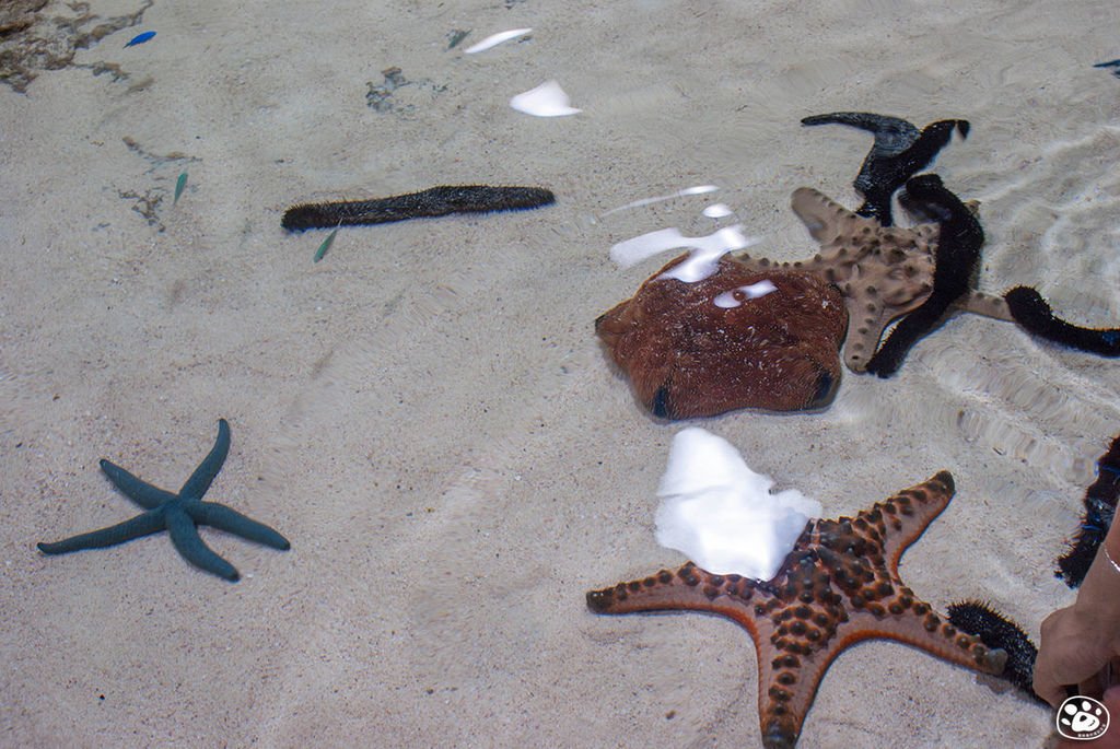 日本沖繩景點美麗海水族館 (16).jpg