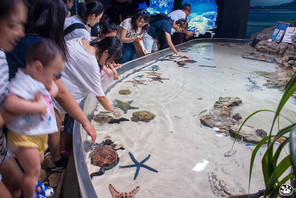 日本沖繩景點美麗海水族館 (15).jpg