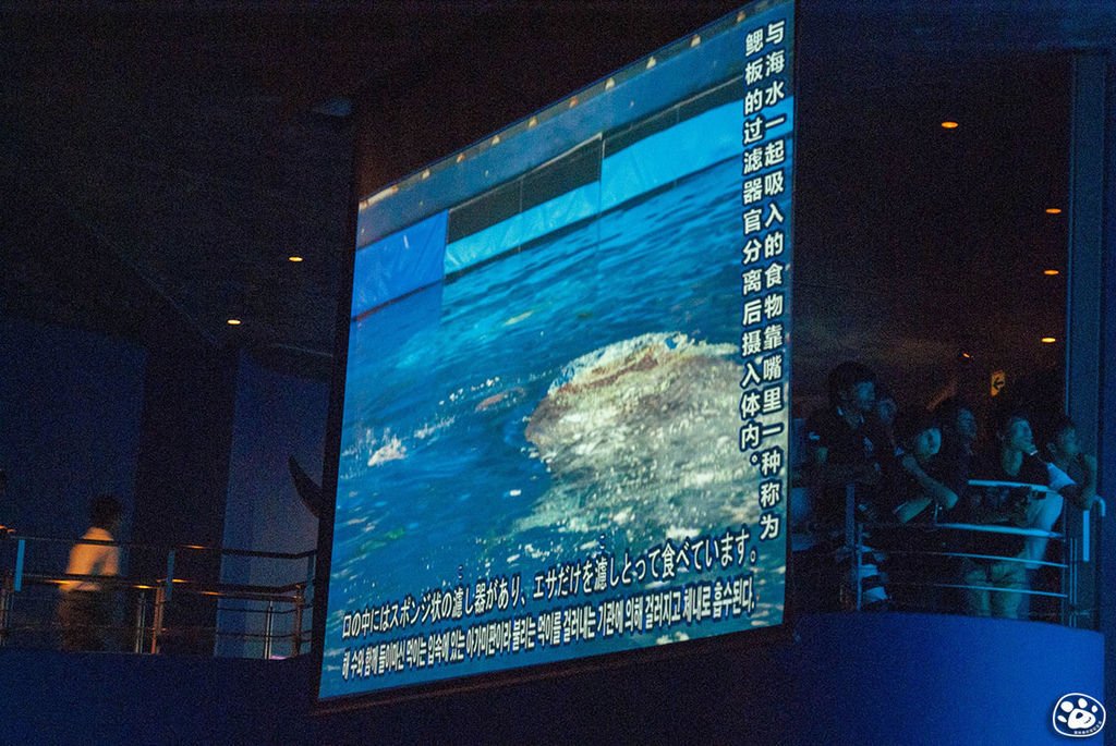 日本沖繩景點美麗海水族館 (20).jpg