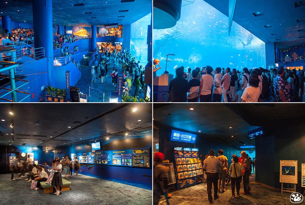 日本沖繩景點美麗海水族館 (41).jpg