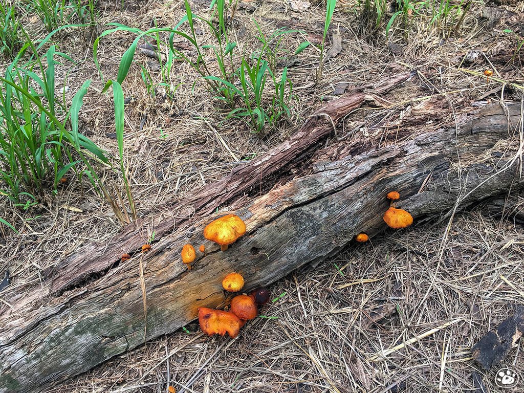 台南北門景點－雙春濱海遊憩區－ Vanaheim 愛莊園 (20).jpg