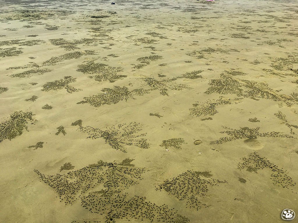 台南北門景點－雙春濱海遊憩區－ Vanaheim 愛莊園 (36).jpg