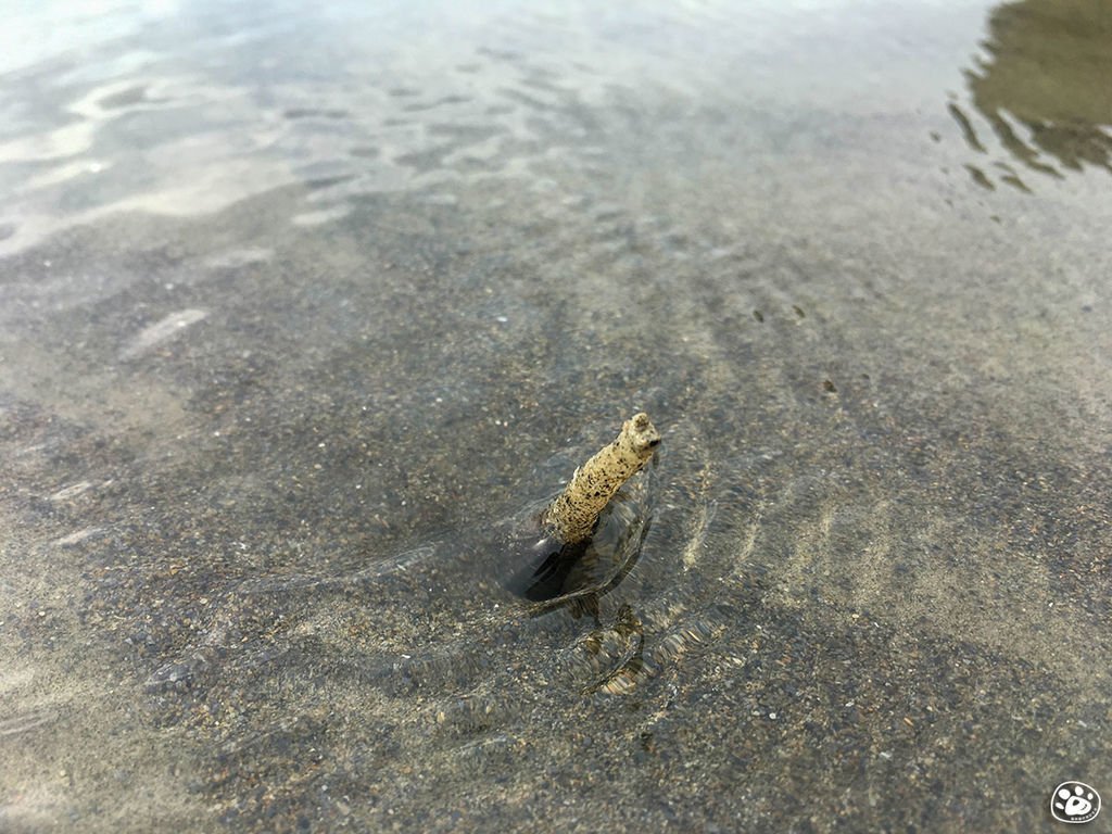 台南北門景點－雙春濱海遊憩區－ Vanaheim 愛莊園 (39).jpg