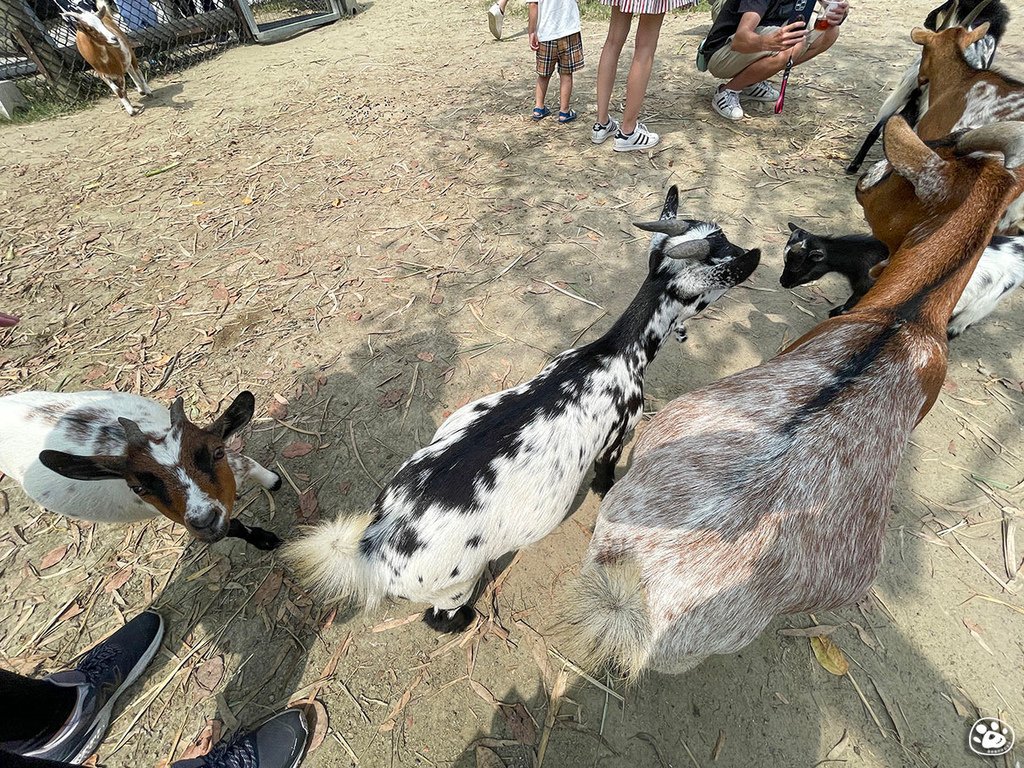 台南頑皮世界2022遊樂園動物園一日遊親子景點票價營業時間水豚狐蒙表演場次公車停車收費 (6).jpg