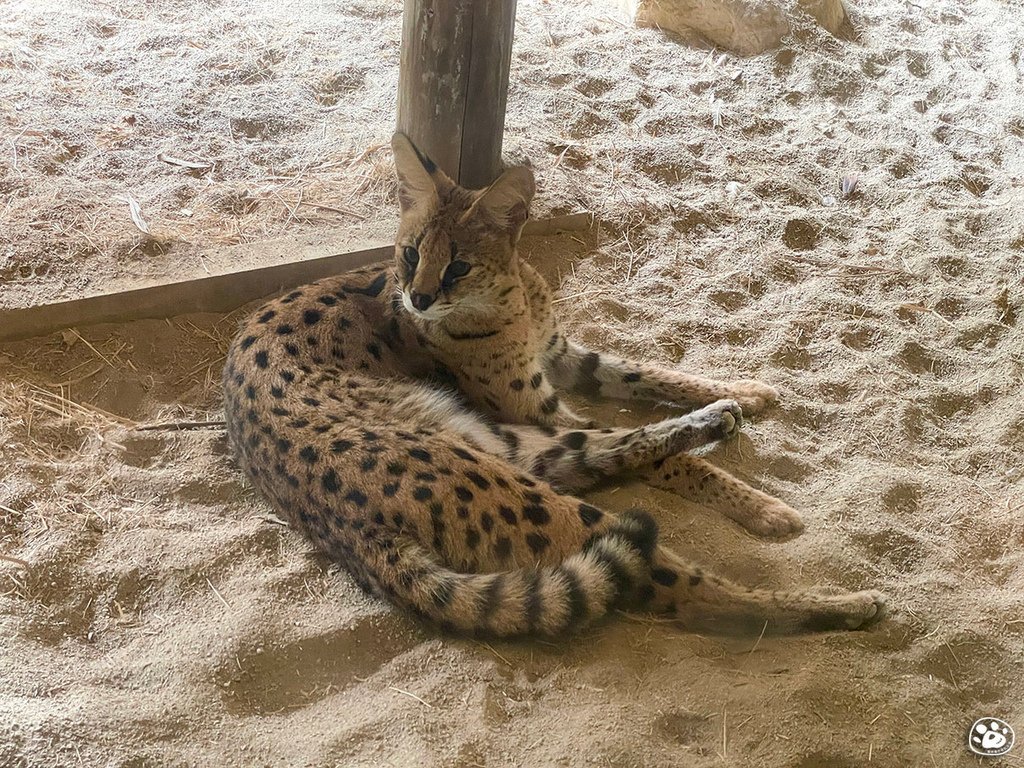 台南頑皮世界2022遊樂園動物園一日遊親子景點票價營業時間水豚狐蒙表演場次公車停車收費 (9).jpg